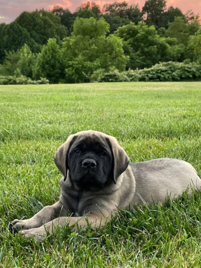 English Mastiff Puppies